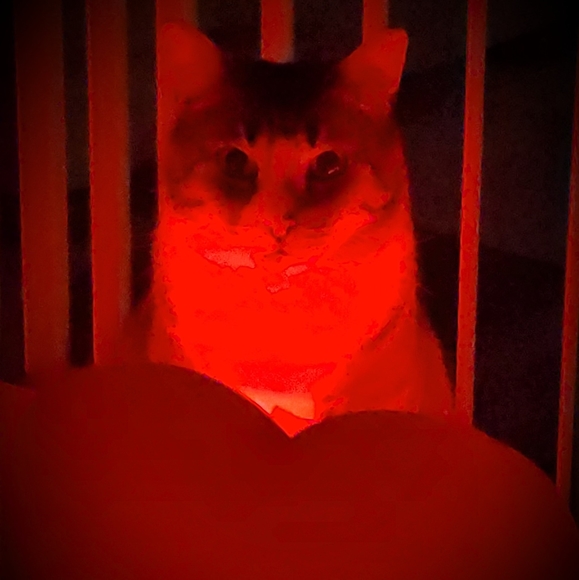 dsarn